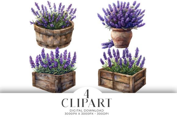 Download Lavender in Boxes Clipart Illustrations - Illustrations Collection